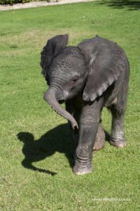 Meet our new 'bos kind' (forest child) Fiela. Photo courtesy of Elle Photography and the Knysna Elephant Park.