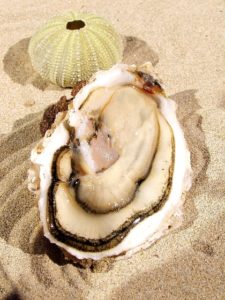 OYSTER