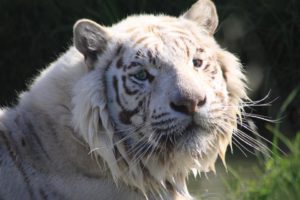 whitetiger