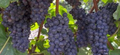 Garden Route wine